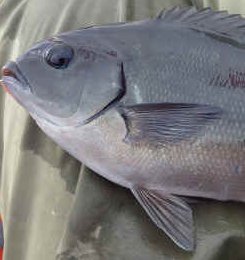 メジナの仲間 | 釣魚図鑑 | FFChiba_top